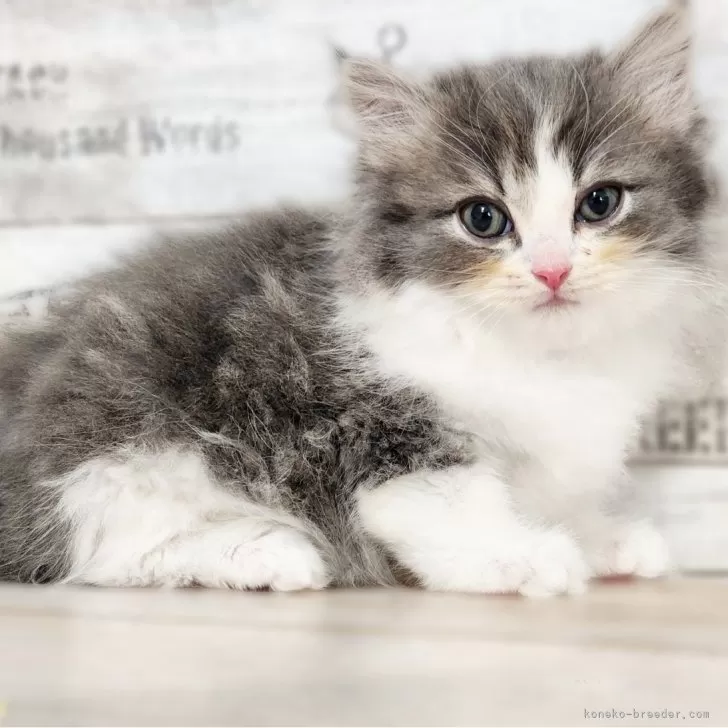 ID:2412-00453の子猫