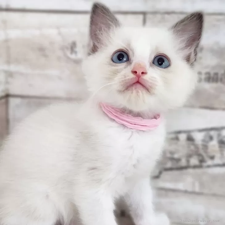 ID：2506-02180の子猫