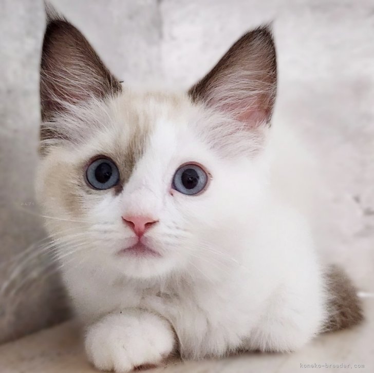 ブリーダー画像