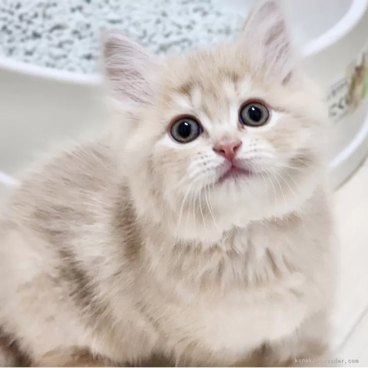 ID:2504-02175の子猫