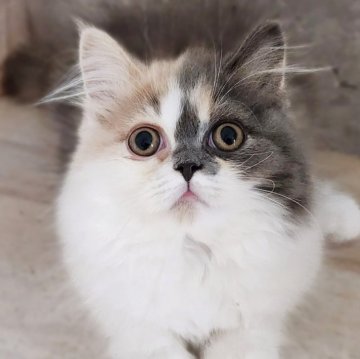 サイベリアン【神奈川県・女の子・2025年7月13日・ダイリュートキャリコ】の写真「人気のダイリュートキャリコです✨」