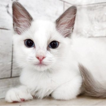ラグドール【神奈川県・女の子・2025年5月4日・ブルーポイントバイカラー】の写真「ほたてBaby😼緑リボンくん🎗️」