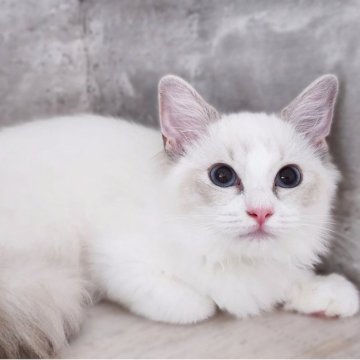 ラグドール【神奈川県・女の子・2025年5月4日・ブルーポイントバイカラー】の写真「ほたてBaby😼黄色リボンちゃん💛📷」