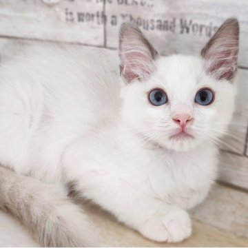 ラグドール【神奈川県・男の子・2025年5月4日・ブルーポイントバイカラー】の写真「ほたてBaby😼紫リボンくん🎗️」
