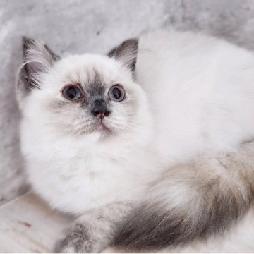 サイベリアン【神奈川県・女の子・2025年4月9日・ブルーポイント】の写真「顔中心、耳、足元、尻尾の青毛が魅力のタヌキ🦝✨」