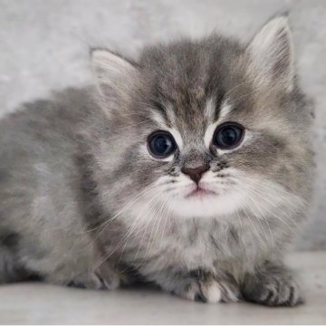 サイベリアン【神奈川県・女の子・2025年10月24日・ブルータビー】の写真「あおねずみ🐭😻」