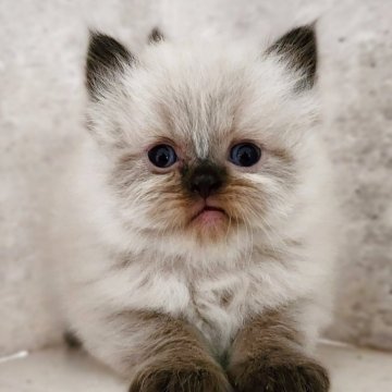 サイベリアン【神奈川県・男の子・2025年10月1日・シールポイント】の写真「茶タヌキくん😻」