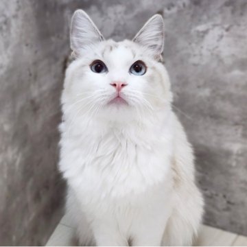 ラグドール【神奈川県・男の子・2025年5月2日・シールポイントリンクスバイカラー】の写真「オコジョくん😻」