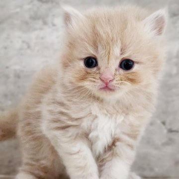 サイベリアン【神奈川県・男の子・2025年9月30日・クリームタビー】の写真「3兄妹の中で一番ちびっこくん😻」