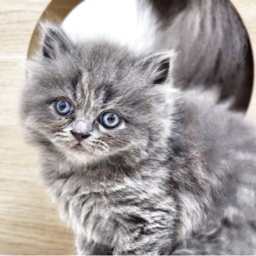 サイベリアン【神奈川県・男の子・2025年4月9日・ブルー】の写真「正統派イケメンくん😼✨✨」