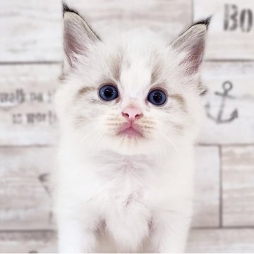 ラグドール【神奈川県・男の子・2025年5月26日・ブルーポイントバイカラー】の写真「もふもふイケメン😼✨」