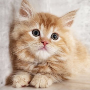 サイベリアン【神奈川県・男の子・2025年10月1日・レッドタビー】の写真「さつまっこ😻」