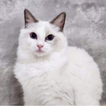 ラグドール【神奈川県・女の子・2025年5月4日・ブルーポイントバイカラー】の写真「緑もち💚😻」