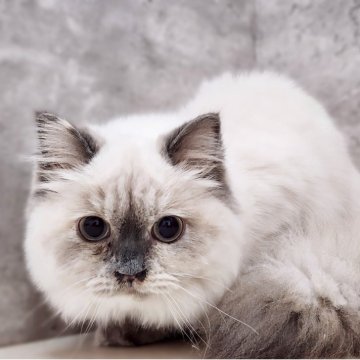 サイベリアン【神奈川県・女の子・2025年4月9日・ブルーポイント】の写真「青タヌキ😻」