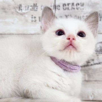 ラグドール【神奈川県・男の子・2025年5月4日・ブルーポイントバイカラー】の写真「ほたてBaby😼紫リボンくん🎗️」