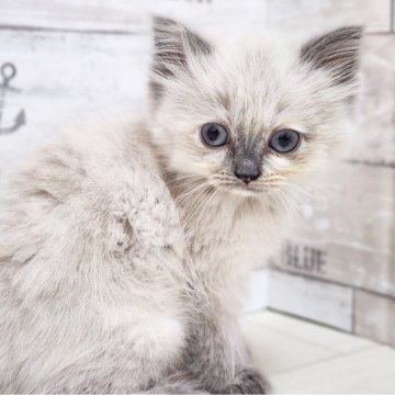 サイベリアン【神奈川県・女の子・2025年4月9日・ブルーポイント】の写真「青目のタヌキキャット🦝🎊」