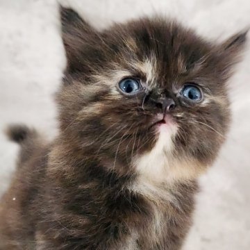 サイベリアン【神奈川県・女の子・2025年10月1日・トーティー】の写真「エキゾチックのような顔立ちが魅力✨😻」