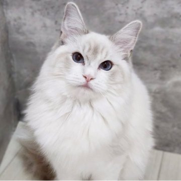 ラグドール【神奈川県・男の子・2025年5月4日・ブルーポイントバイカラー】の写真「青もち🩵😻」