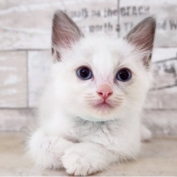 ラグドール【神奈川県・女の子・2025年5月4日・ブルーポイントバイカラー】の写真「ほたてBaby😼緑リボンくん🎗️」