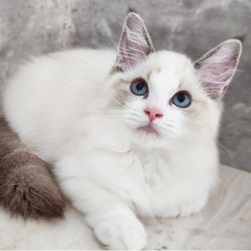 ラグドール【神奈川県・男の子・2025年5月26日・シールポイントバイカラー】の写真「目尻模様が特徴的なイケメンくん😼」
