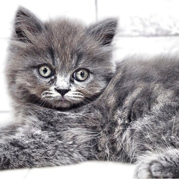サイベリアン【神奈川県・男の子・2025年4月9日・ブルー】の写真「青毛(ブルー)のくま公🐻✨」