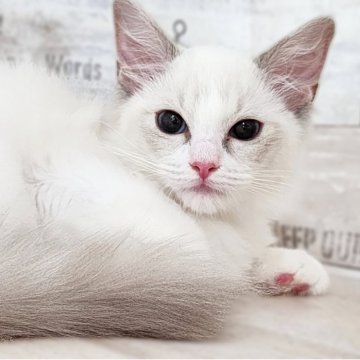 ラグドール【神奈川県・女の子・2025年5月4日・ブルーポイントバイカラー】の写真「ほたてBaby😼黄色リボンちゃん💛」