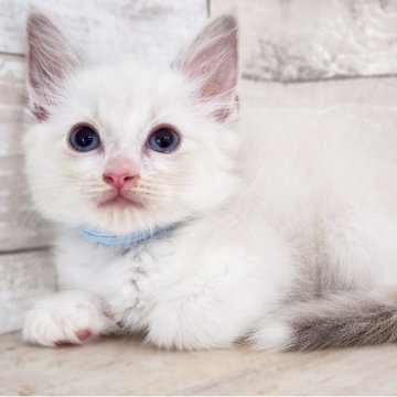 ラグドール【神奈川県・男の子・2025年5月4日・ブルーポイントバイカラー】の写真「ほたてBaby😼水色リボンくん🎗️」