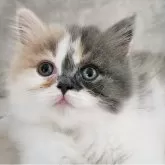 サイベリアン