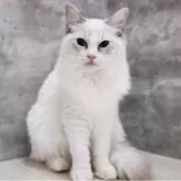 ラグドール【神奈川県・女の子・2025年5月4日・ブルーポイントバイカラー】の写真2「📷②」