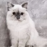 サイベリアン【神奈川県・女の子・2025年4月9日・ブルーポイント】の写真2「📷②」