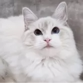 ラグドール【神奈川県・男の子・2025年5月4日・ブルーポイントバイカラー】の写真3「📷③」