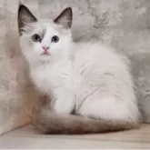 ラグドール【神奈川県・女の子・2025年7月30日・シールポイントバイカラー】の写真4「📷④」