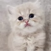 サイベリアン【神奈川県・女の子・2025年10月24日・クリームタビー】の写真3「📷③」