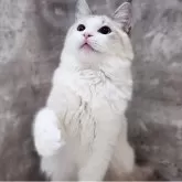 ラグドール【神奈川県・男の子・2025年5月2日・シールポイントリンクスバイカラー】の写真4「📷④」