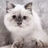 サイベリアン【神奈川県・女の子・2025年4月9日・ブルーポイント】の写真4「📷④」