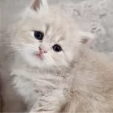 サイベリアン【神奈川県・男の子・2025年10月24日・クリームタビー】の写真4「📷④」