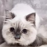 サイベリアン【神奈川県・女の子・2025年4月9日・ブルーポイント】の写真5「📷⑤」