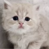 サイベリアン【神奈川県・男の子・2025年10月24日・クリームタビー】の写真5「📷⑤」