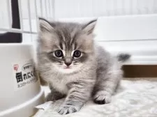 サイベリアン【神奈川県・男の子・2025年3月13日・ブルータビー】の写真5「📷⑤」