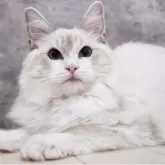 ラグドール【神奈川県・男の子・2025年5月4日・ブルーポイントバイカラー】の写真5「📷⑤」