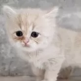 サイベリアン【神奈川県・女の子・2025年10月24日・クリームタビー】の写真6「📷⑥」