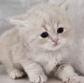 サイベリアン【神奈川県・男の子・2025年10月24日・クリームタビー】の写真7「📷⑦」