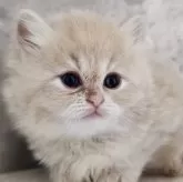 サイベリアン【神奈川県・女の子・2025年10月24日・クリームタビー】の写真7「📷⑦」