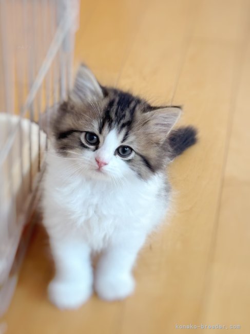 西村　緑(にしむら　みどり)ブリーダー(北海道・スコティッシュフォールドなど・国内団体血統書登録)の紹介写真6