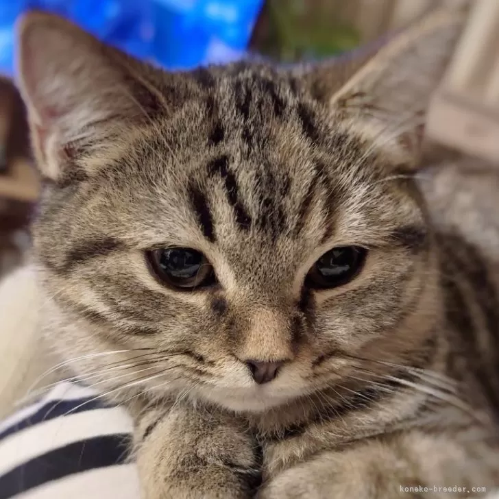 スコティッシュフォールド(立ち耳)【北海道・女の子・2025年6月23日・ブラウンタビー】の写真1