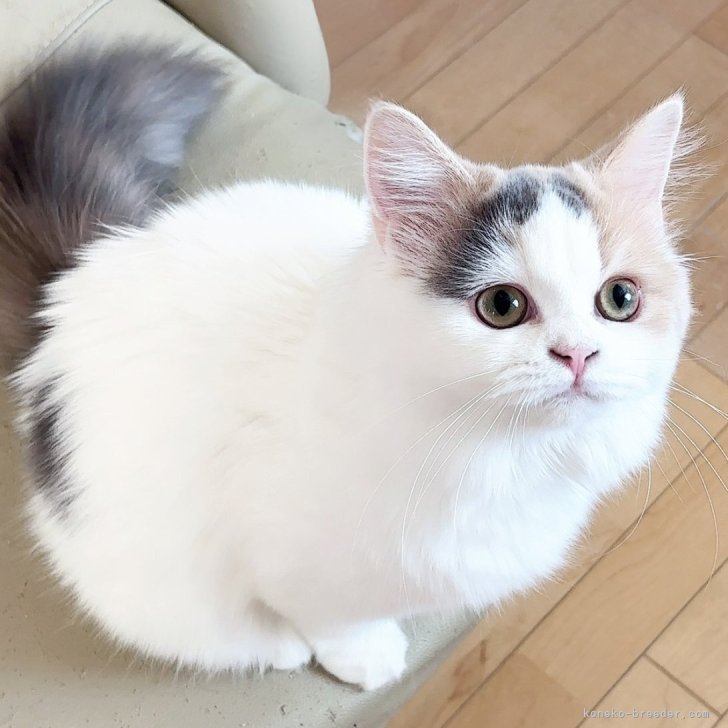 ブリーダー画像