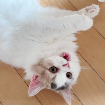 スコティッシュフォールド(立ち耳)【北海道・女の子・2025年5月21日・ダイリュートキャリコ】の写真「好奇心旺盛で活発な女の子」