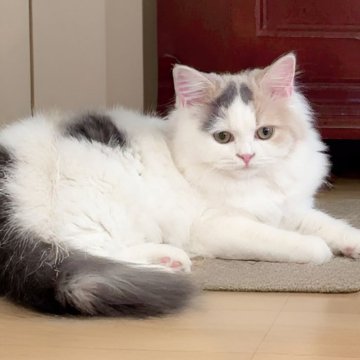 スコティッシュフォールド(立ち耳)【北海道・女の子・2025年5月21日・ダイリュートキャリコ】の写真「好奇心旺盛で活発な女の子」