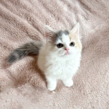 スコティッシュフォールド(立ち耳)【北海道・女の子・2025年5月21日・ダイリュートキャリコ】の写真「好奇心旺盛で活発な女の子」