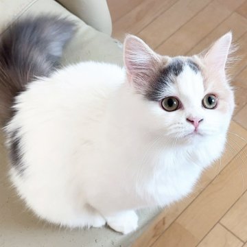 スコティッシュフォールド(立ち耳)【北海道・女の子・2025年5月21日・ダイリュートキャリコ】の写真「好奇心旺盛で活発な女の子」